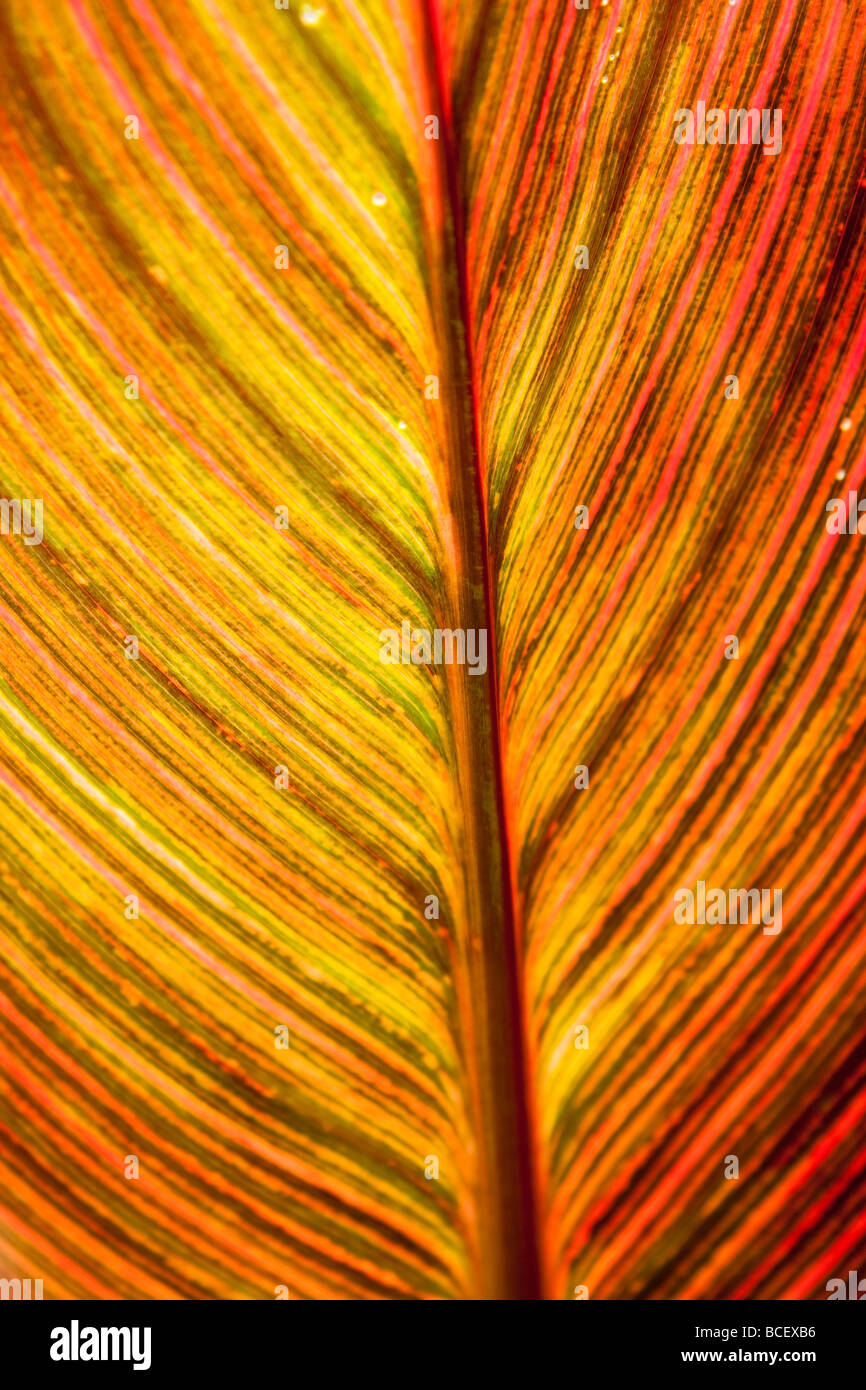 Rot braun Blatt Textur mit allen Nerven Chloroplasten geben Farbe Blättern und verwendet für die Photosynthese Stockfoto