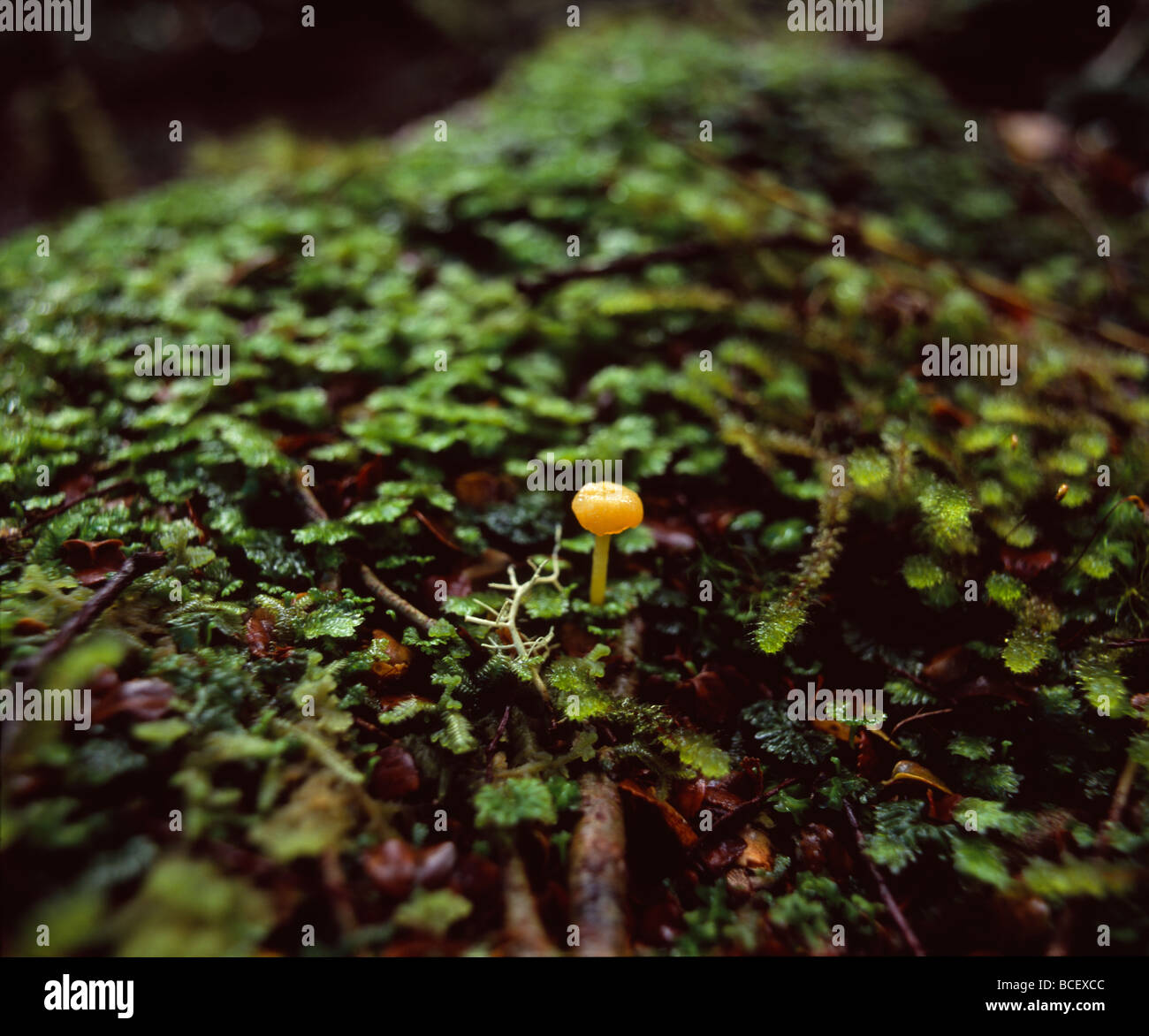 Ein Diminutiv Hygrocybe Waxcap Pilz auf das Moos bedeckt Log. Stockfoto