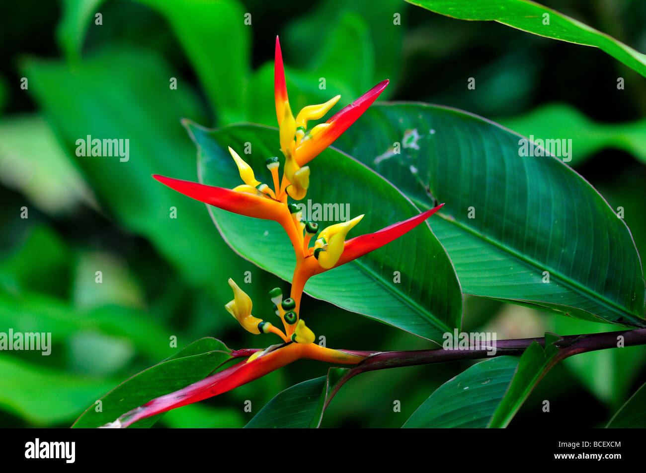 Tropische Blume: Heliconia Stockfoto