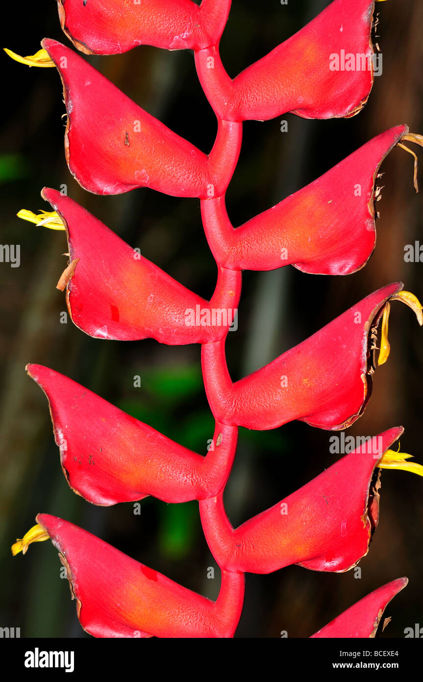 Tropische Blume: Heliconia Longissima Red Wings Stockfoto