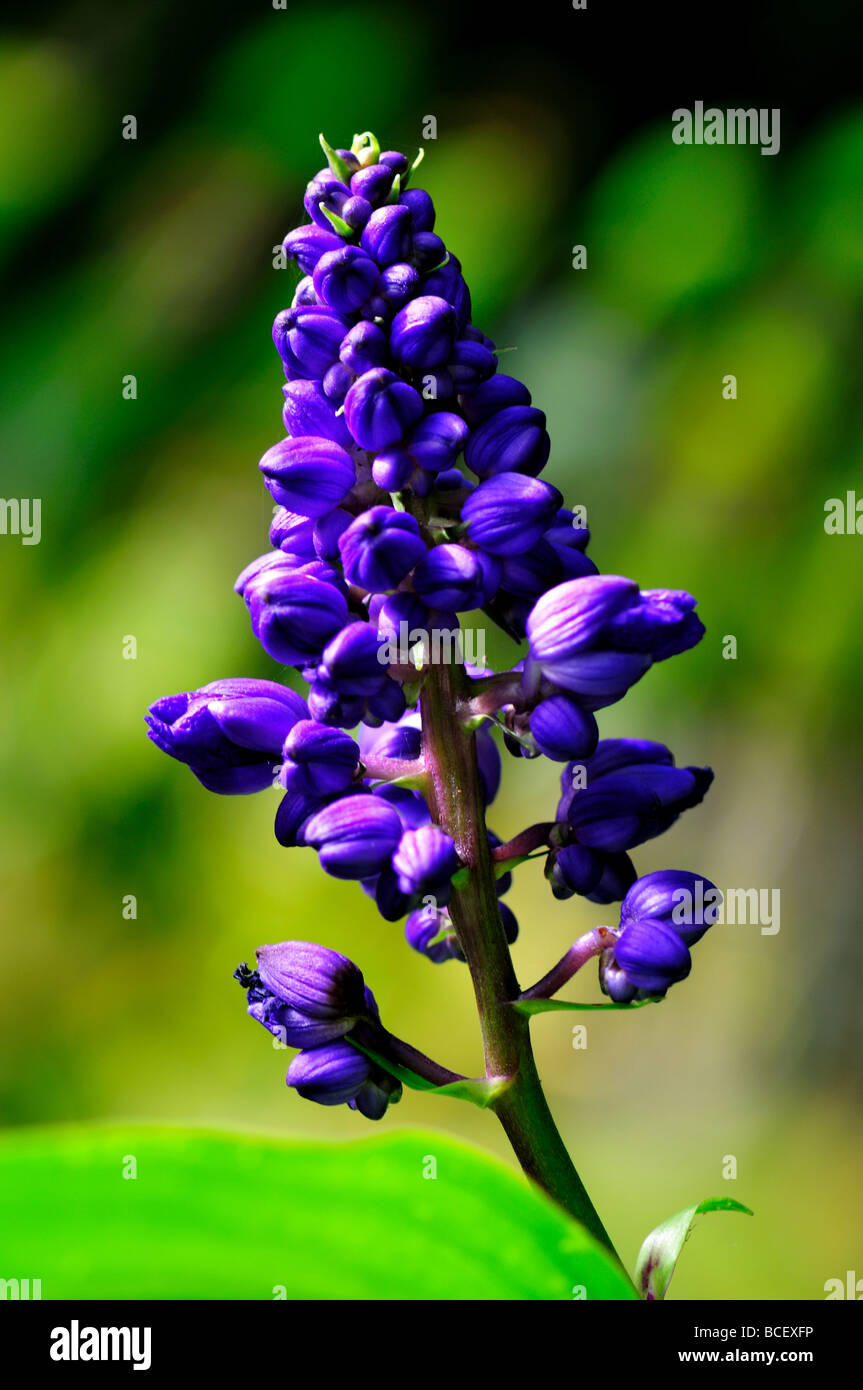 Tropische Blume: blauer Ingwer (Dichorisandra Thyrsiflora). Hawaii, USA. Stockfoto