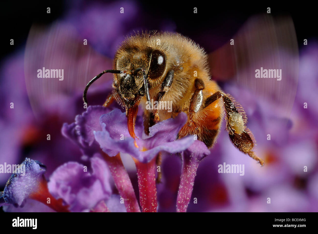 Honig Biene Apis Mellifera auf Schmetterlingsstrauch Blüte Stockfoto