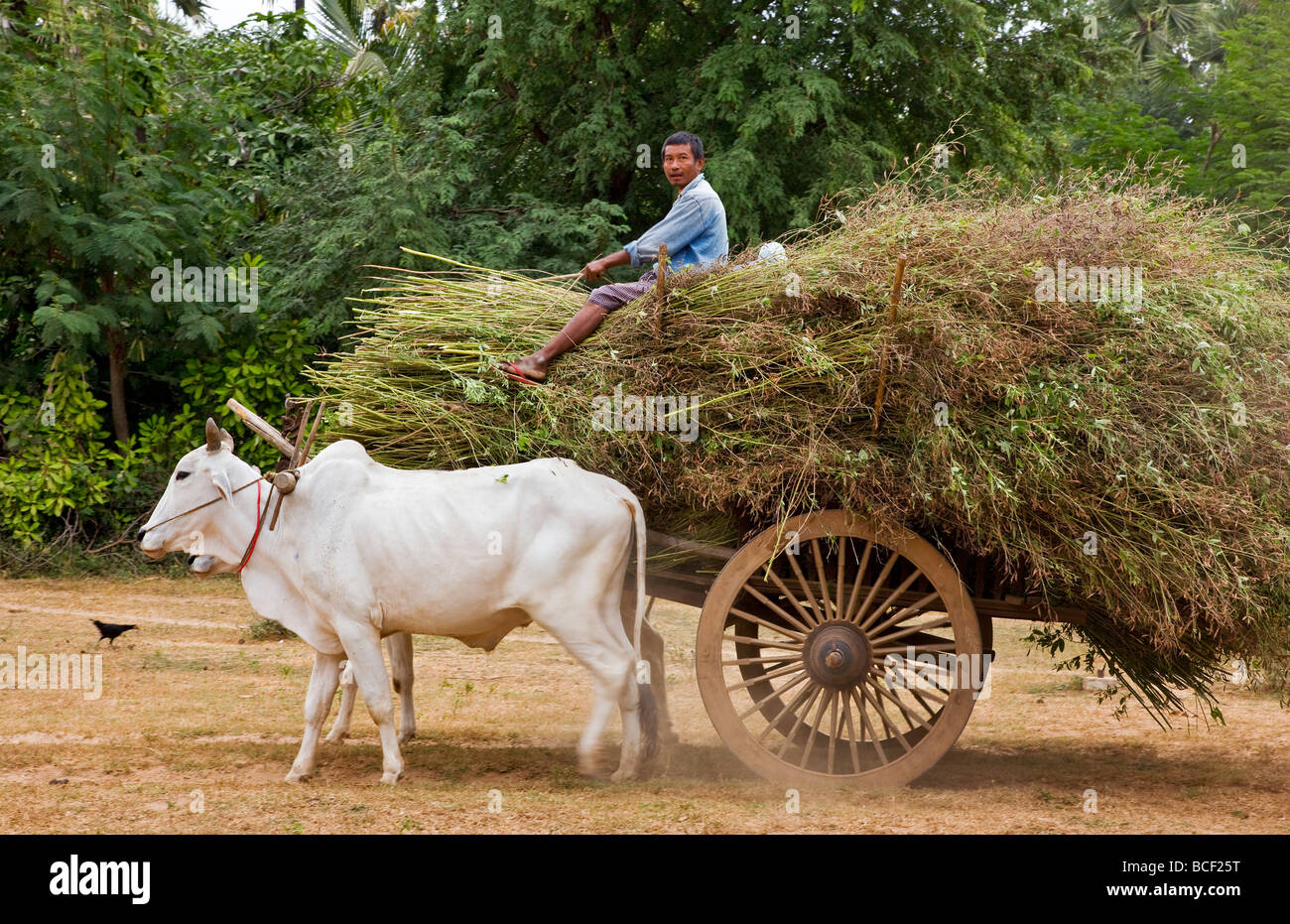 Myanmar. Burma. Bagan. Ein Landwirt nimmt Futter für sein Vieh auf einem Ochsenkarren in der Nähe von Taungzin. Stockfoto