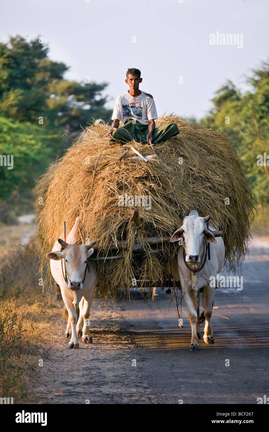 Myanmar. Burma. Bagan. Ein Bauer hat einen Ochsenkarren Ladung Reisstroh für seine Tiere. Stockfoto