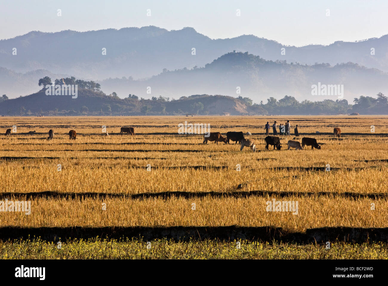 Myanmar, Burma, Mrauk U. hell gelbe Felder von Reis Stoppeln Kontrast mit einer Reihe von nebligen blauen Bergketten. Stockfoto