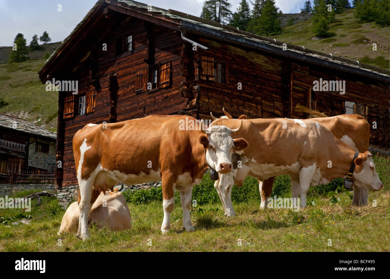 Kühe mit Glocken neben Schweizer Holzhaus am Hang, Zermatt, Schweiz, Europa. Stockfoto