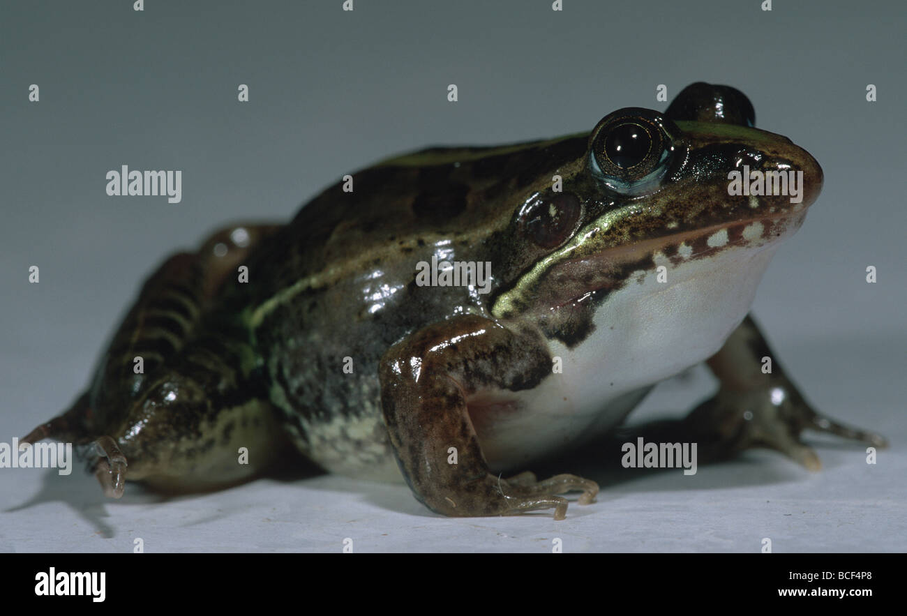 Mascarene Frog, Ptychadena mascareniensis Stockfoto