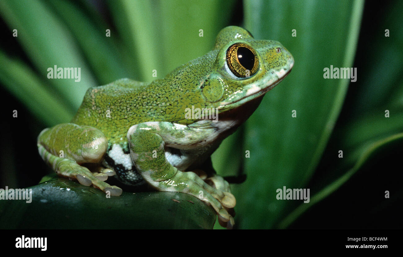 Amani Wald Treefrog, Leptopelis Vermiculatus Tansania Stockfoto