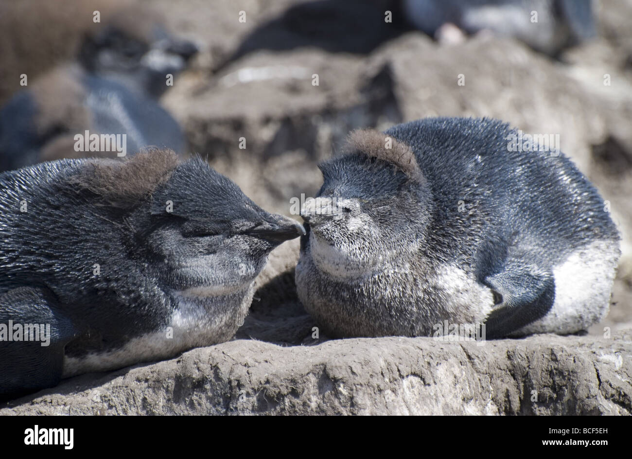 Südlichen Rockhopper Penguins, Eudyptes chrysocome Stockfoto