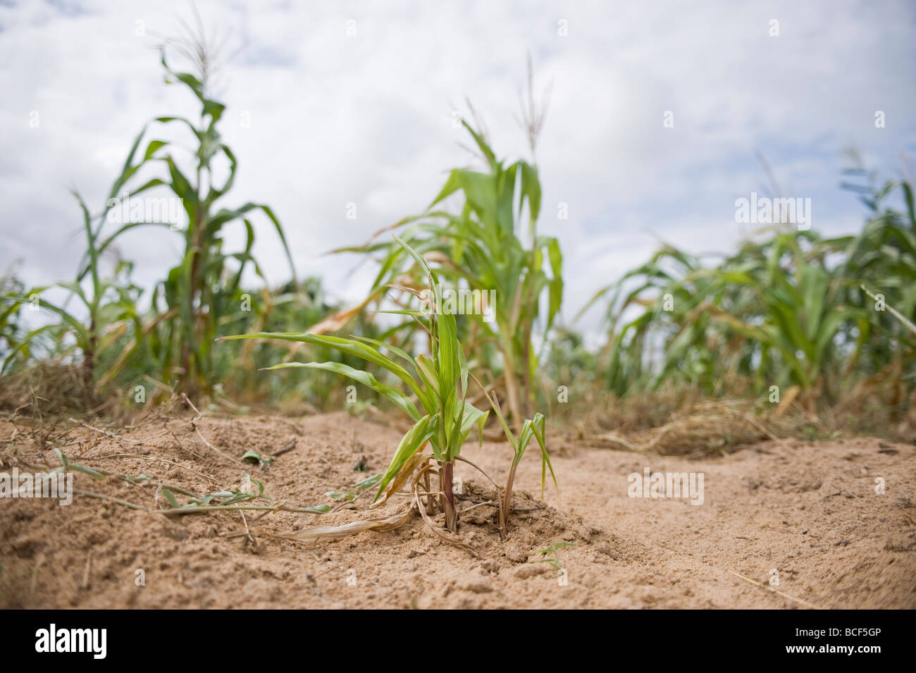 Fehler beim Mais Langobaya Kenia Stockfoto