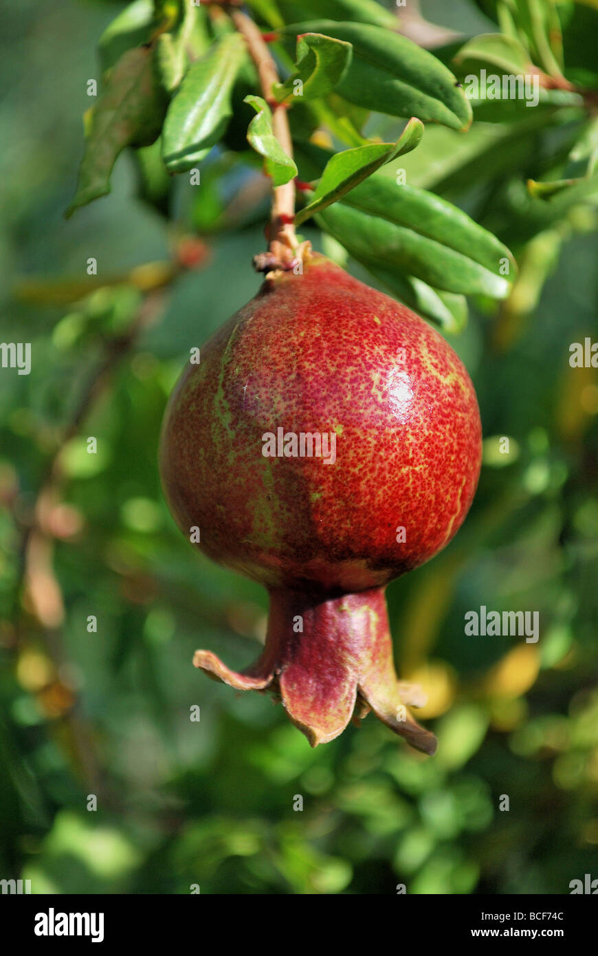 Granatapfel Stockfoto