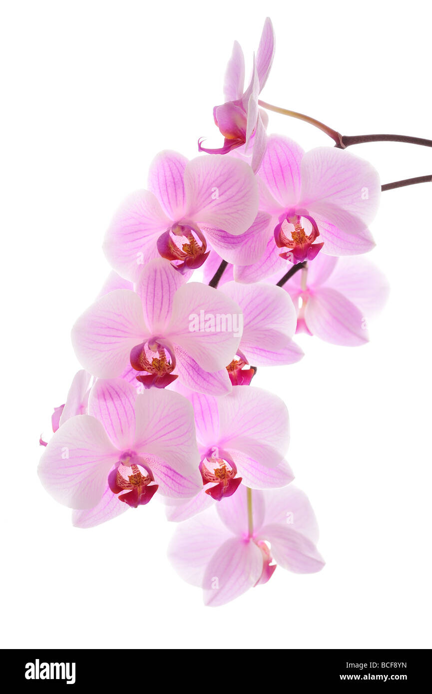Rosa Orchidee, Closeup, erschossen, weißer Hintergrund Stockfoto