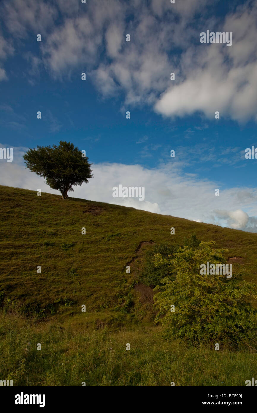 Einsamer Baum-Andreas Knopf Stockfoto