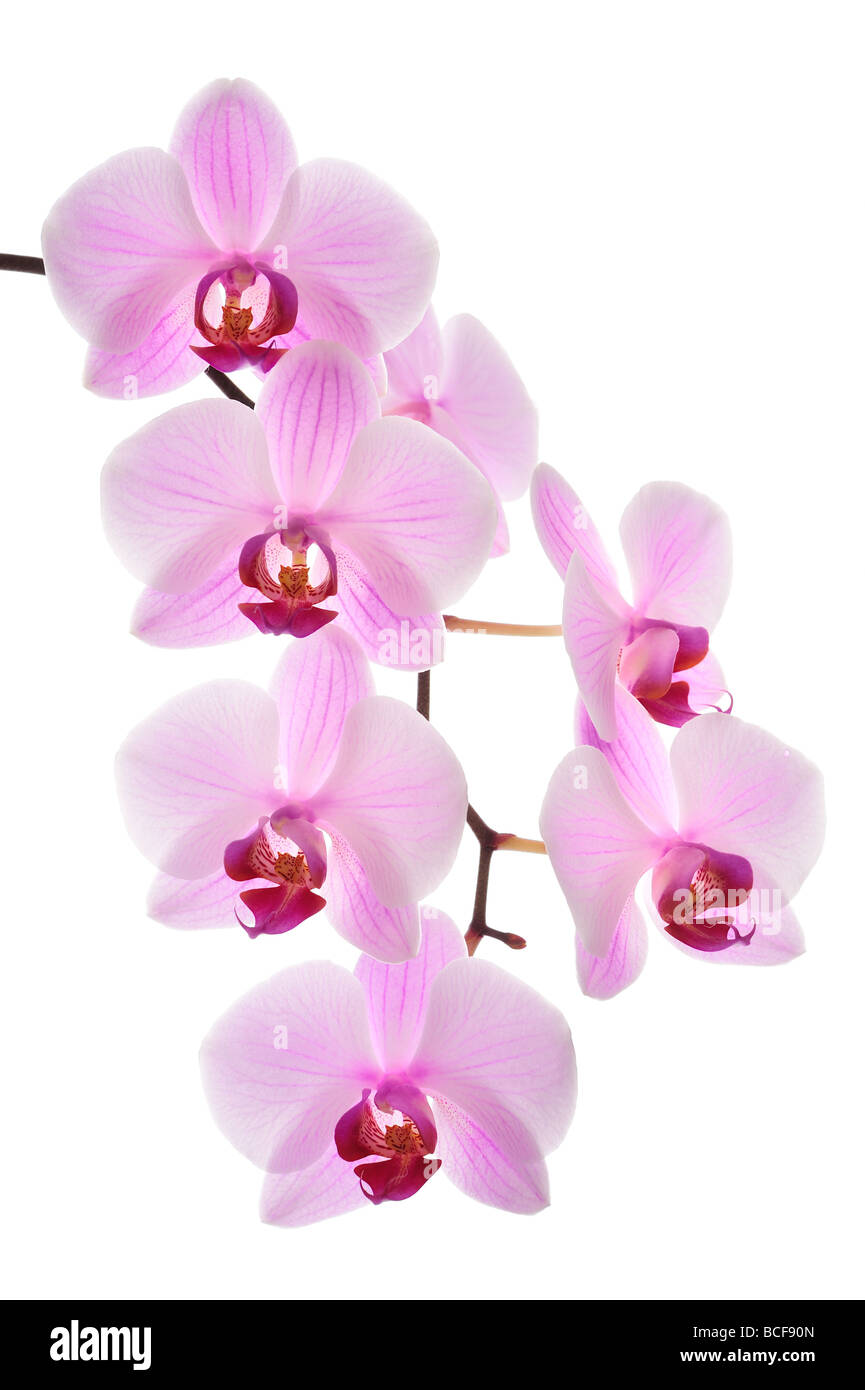 Rosa Orchidee, Closeup, erschossen, weißer Hintergrund Stockfoto