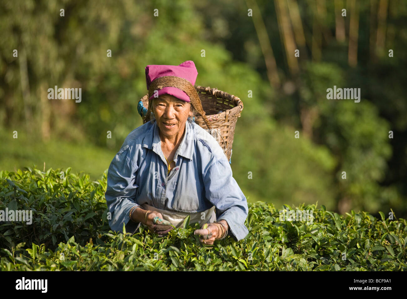 Indien, Westbengalen, Kurseong Goomtee Teeplantage, Frau Tee Kommissionierung Stockfoto