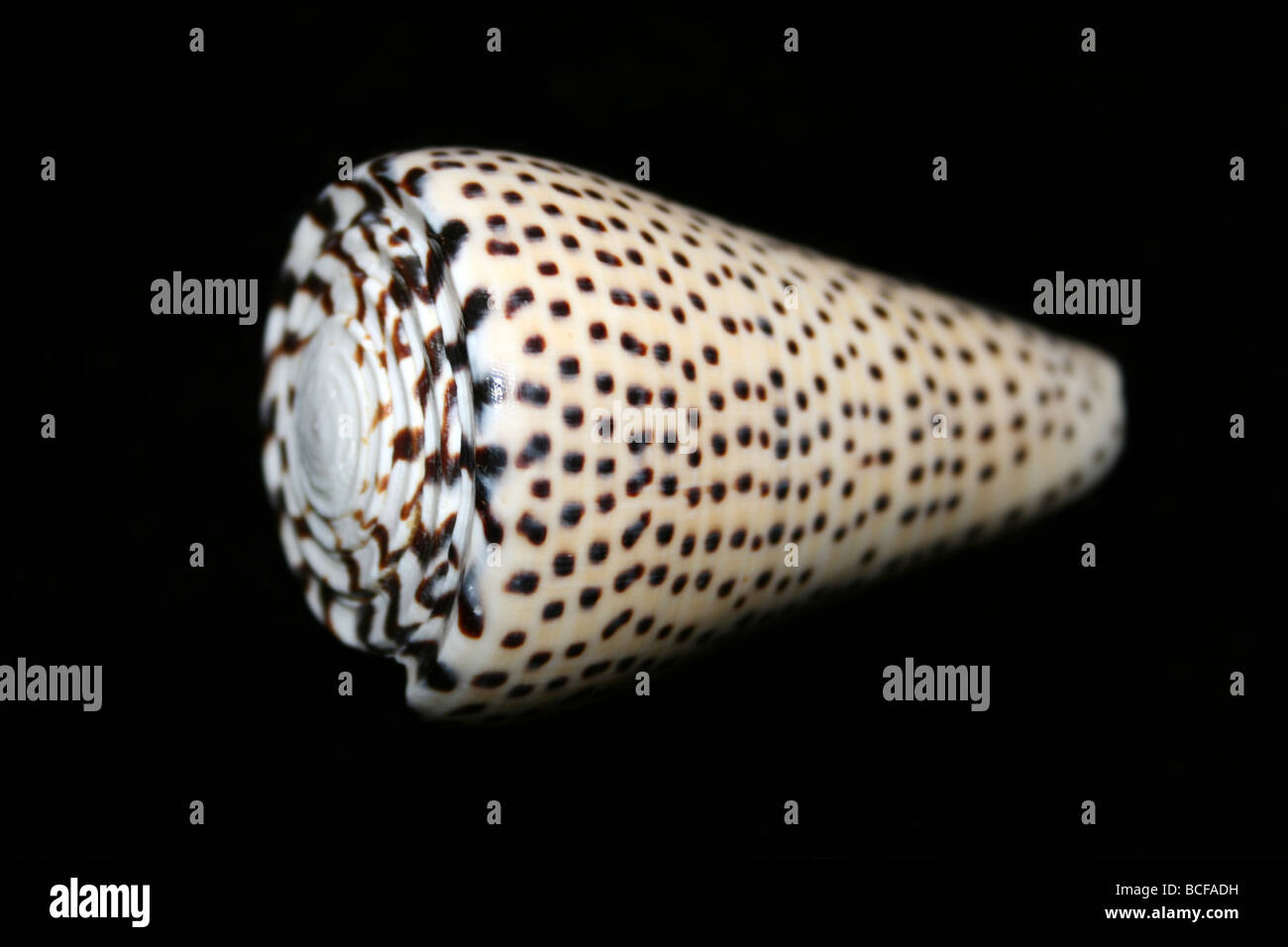 Leopard Cone Shell Conus pardalis Stockfoto