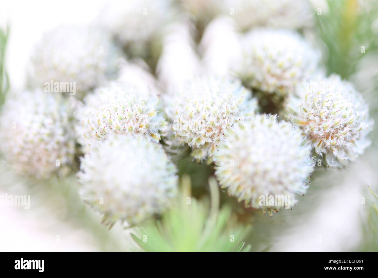schöne full-Frame-Bild von Brunia Blütenköpfchen Kunstfotografie Jane Ann Butler Fotografie JABP426 Stockfoto