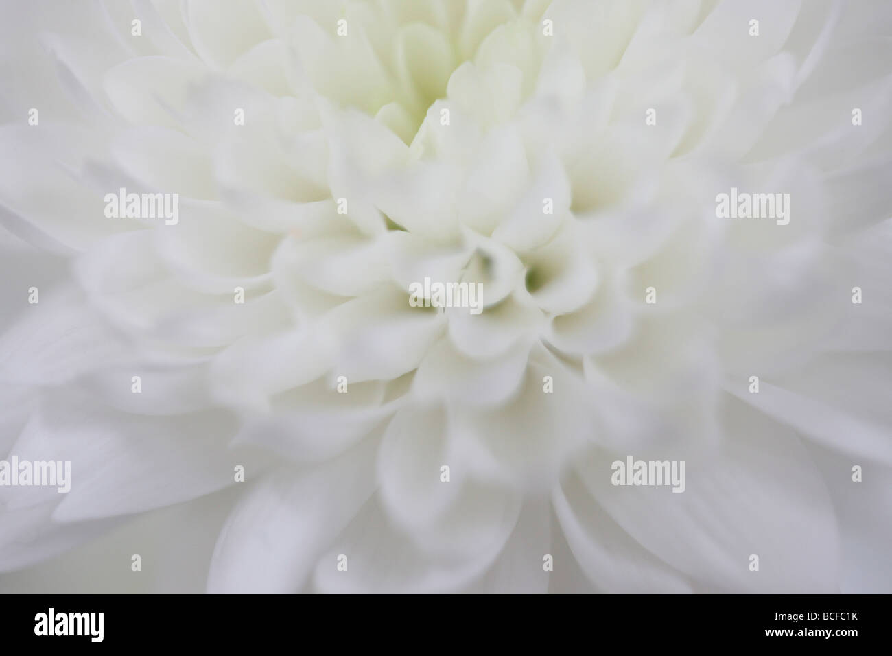 Full-Frame-Nahaufnahme von den weißen Blütenblättern Chrysantheme Kunstfotografie Jane Ann Butler Fotografie JABP427 Stockfoto