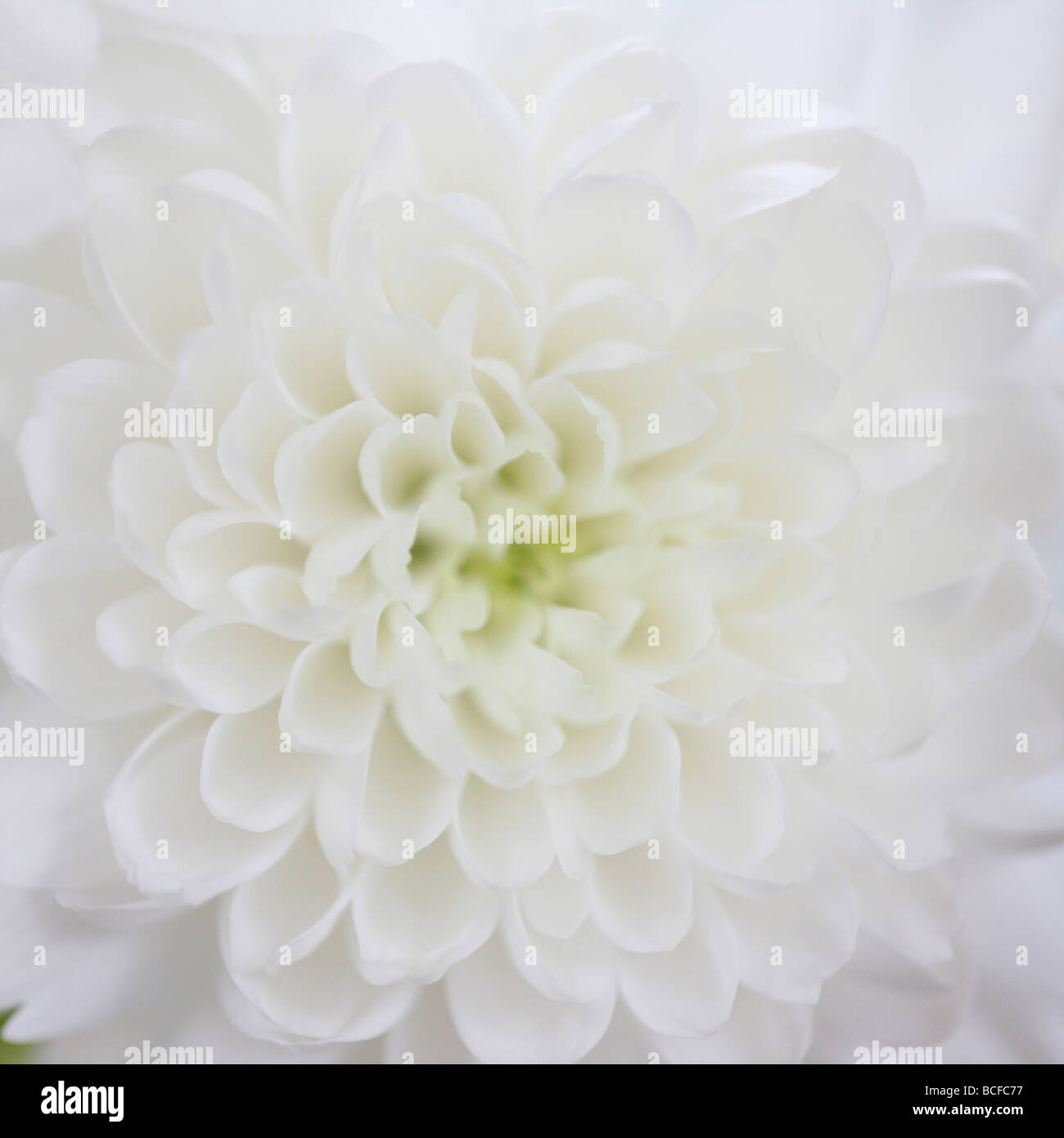 Full-Frame-Nahaufnahme von den weißen Blütenblättern Chrysantheme Kunstfotografie Jane Ann Butler Fotografie JABP429 Stockfoto