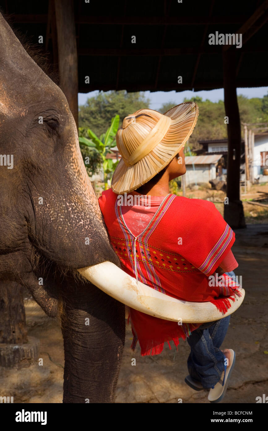 Thailand, Chiang Mai, Elefantencamp, Elephant Trainer sitzen auf Elephant Tusk Stockfoto