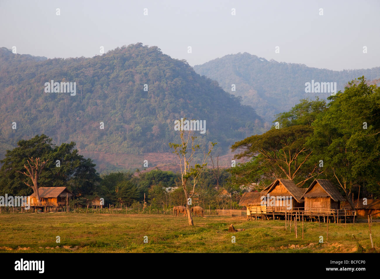 Thailand, Goldenes Dreieck, Chiang Mai, Elefanten Stockfoto