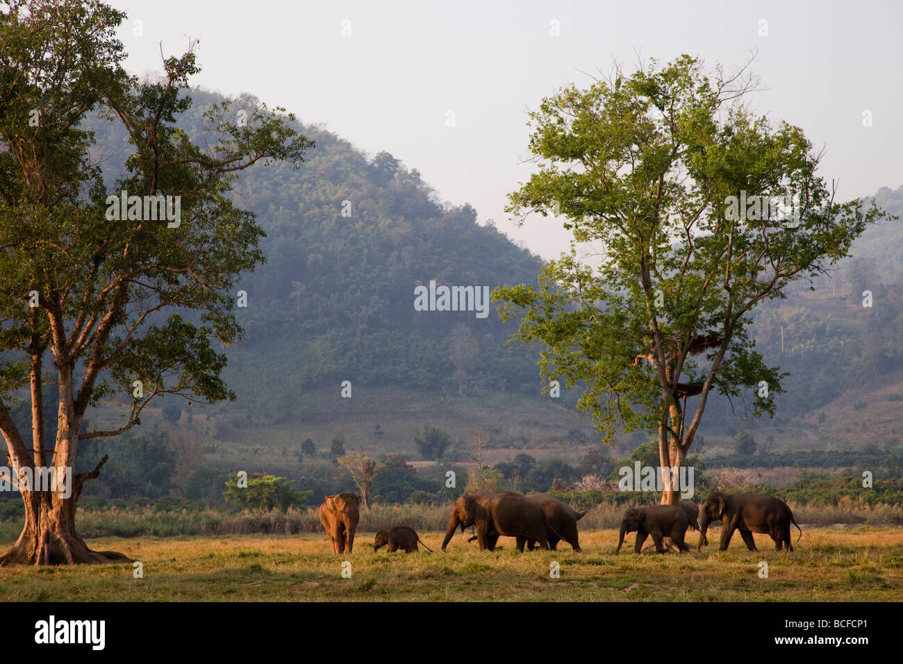 Thailand, Goldenes Dreieck, Chiang Mai, Elefanten Stockfoto