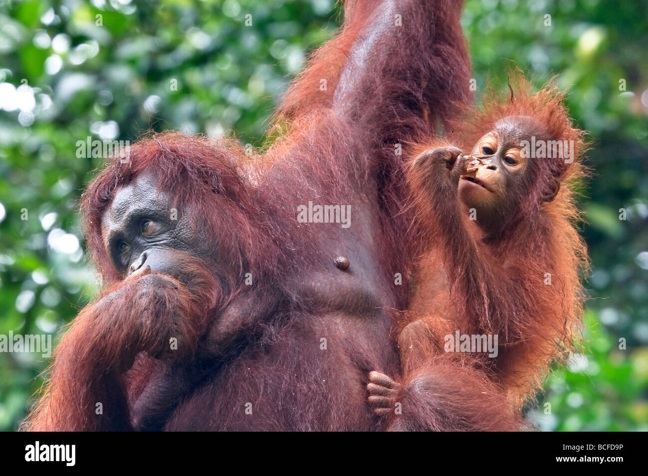 Bornean Orang Utan (Pongo Pygmaeus), Semenggoh Wildlife Rehabilitation Centre, Sarawak, Malaysia Borneo, Malaysia Stockfoto