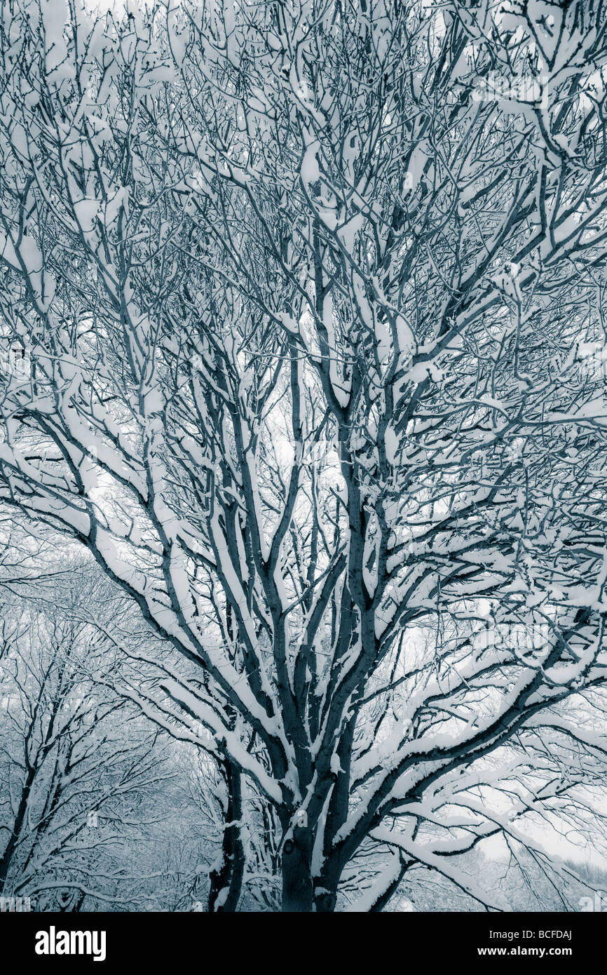 Wald im Schnee, England Stockfoto