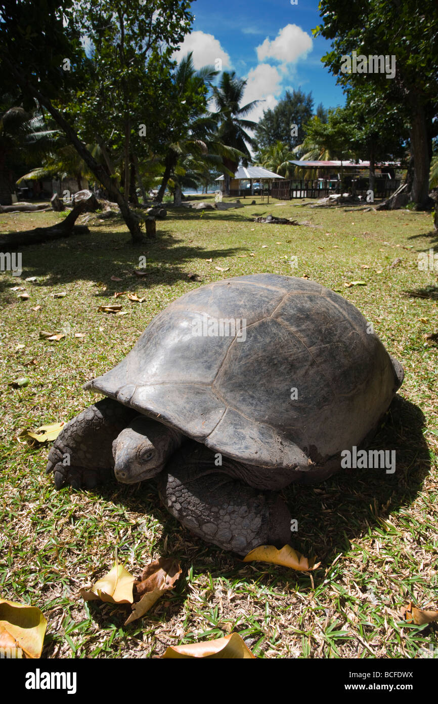 Seychellen, Insel Curieuse, Giant Tortoise Farm, Aldabra Riesenschildkröten Aldabrachelys elephantina Stockfoto
