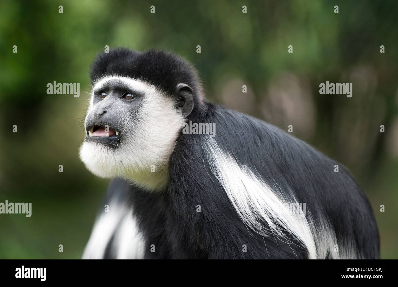 verzweifelt auf der Suche Colobus-Affen Stockfoto