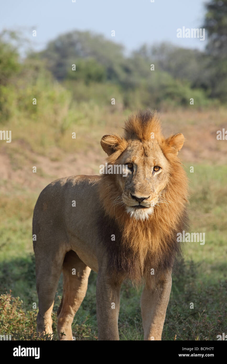 Männlicher Löwe (Panthera Leo), Afrika. Stockfoto