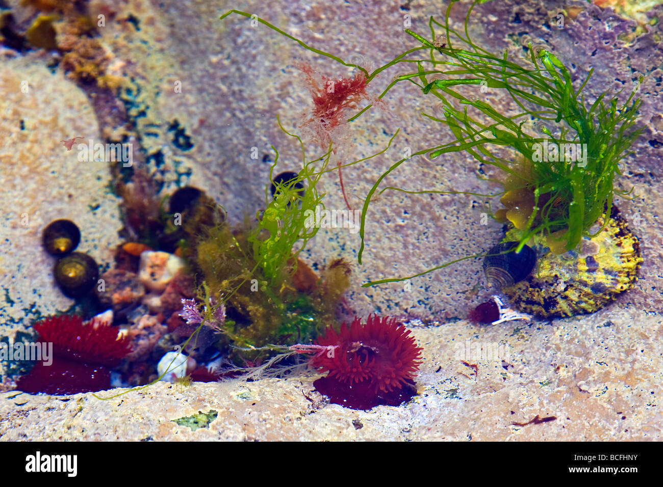Felsenpool mit Mikrokügelchen Anemonen am westlichen Inseln, Schottland, UK 2009, äußeren Hebriden, Hushinish, Isle of Harris Stockfoto
