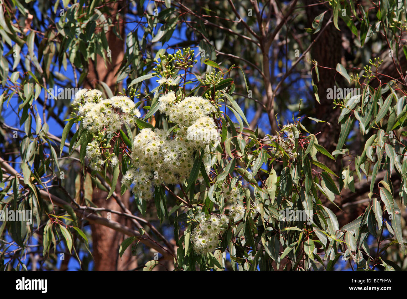 Blüten der Blüte Kaugummi oder Eukalyptus Baum Corymbia Gummifera, die an der Ostküste von Australien auftritt Stockfoto