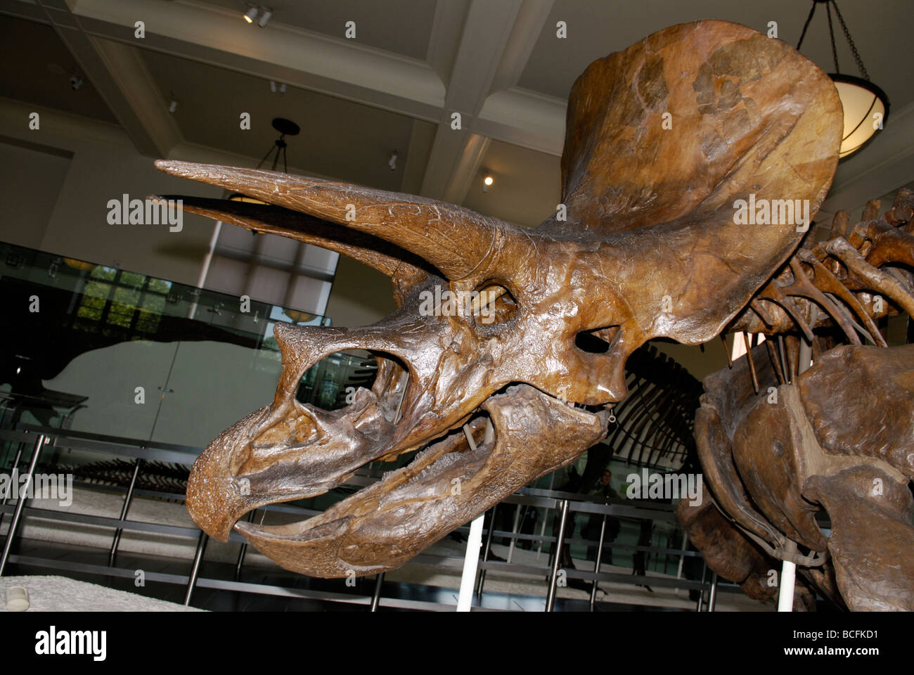 Triceratops Horridus Skelett Stockfoto