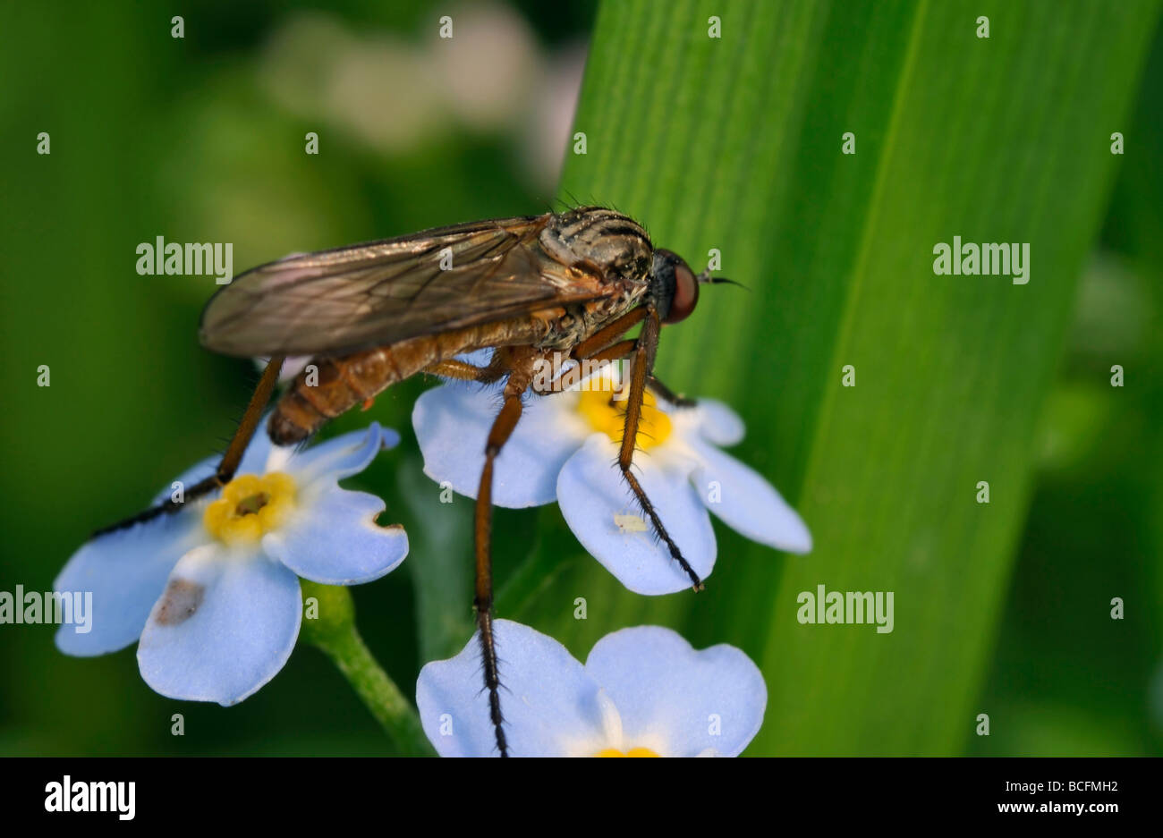 Tanzen Sie fliegen Empis Livida männlichen auf Wasser vergessen Sie mich nicht Myosotis scorpioides Stockfoto