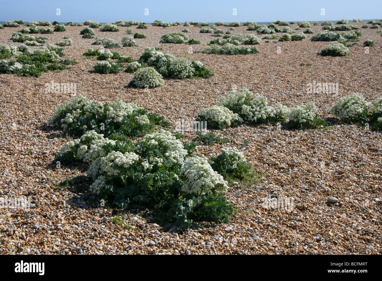 Meerkohl, Crambe Maritima, Brassicaceae, Dungeness, Kent Stockfoto