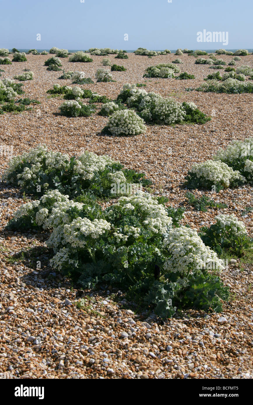 Meerkohl, Crambe Maritima, Brassicaceae, Dungeness, Kent Stockfoto