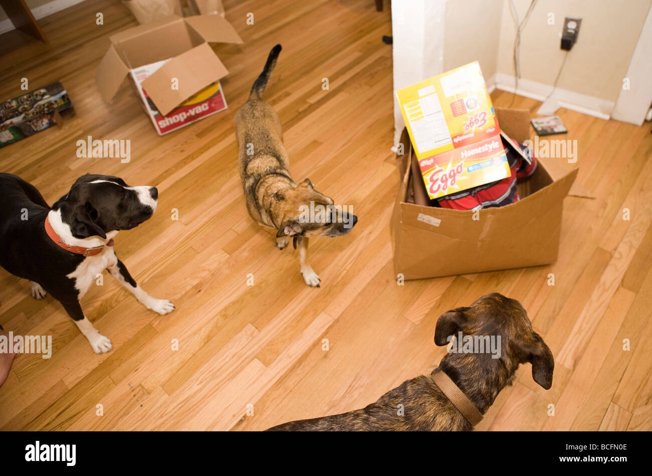 Kind in einer Box Pappe versteckt, während drei Hunde schauen neugierig auf Stockfoto