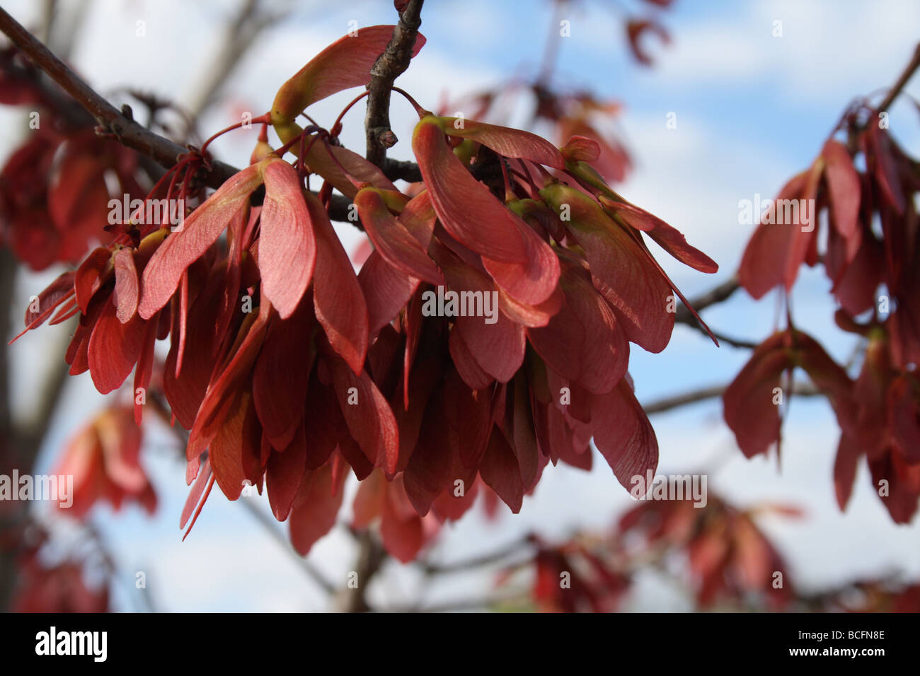 Rot-Ahorn (G. Lumis) Fruchtreife - Ahorn-Tasten (Samaras), in Büscheln auf langen Stielen, Ende Mai oder Anfang Juni. Stockfoto