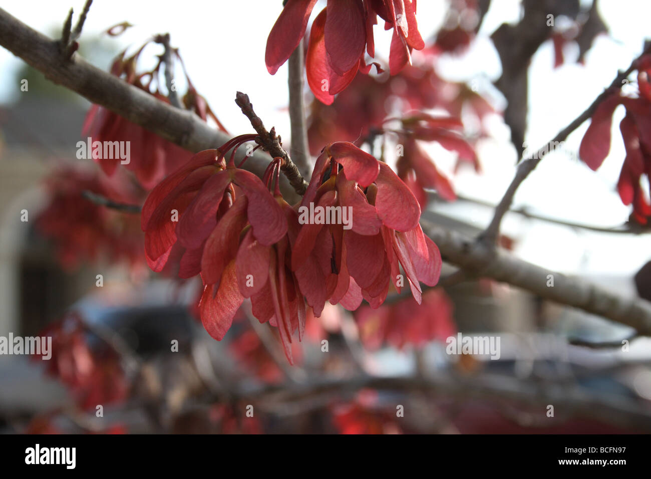 Nahaufnahme der rot-Ahorn (G. Lumis) Obst - Ahorn-Tasten (Samaras), in Büscheln Reifung Ende Mai oder Anfang Juni. Stockfoto
