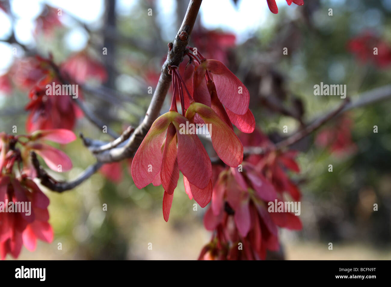 Rot-Ahorn (G. Lumis) Fruchtreife - Ahorn-Tasten (Samaras), in Büscheln auf langen Stielen, Ende Mai oder Anfang Juni. Stockfoto