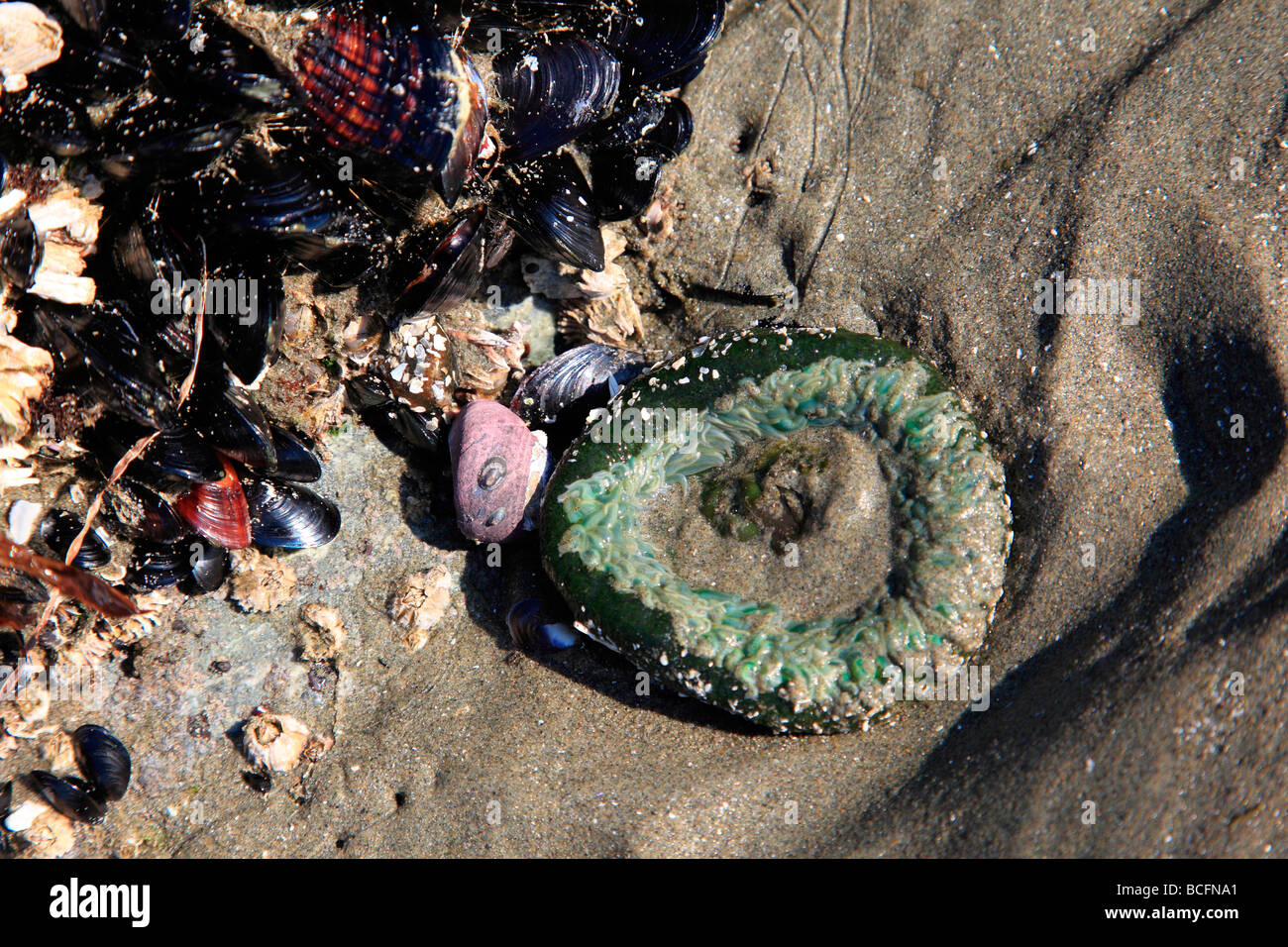 Seeanemonen in sand Stockfoto