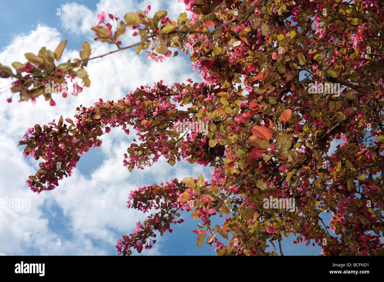 'Hopa' Zierpflanzen Crabapple, Purpurapel (Malus x Adstringens