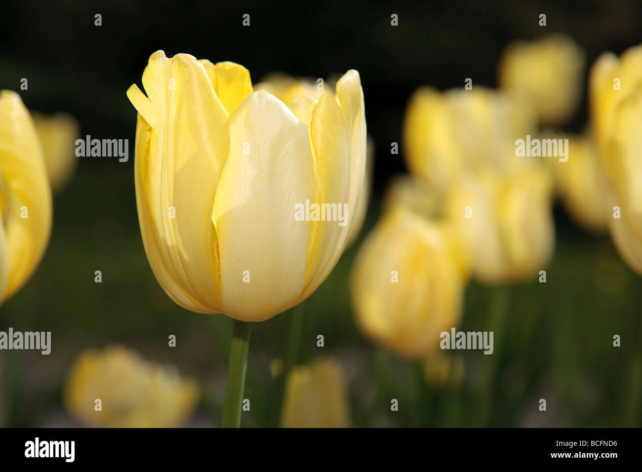 "Fats Domino" Triumph Tulpe, Triumftulpan (Tulipa gesneriana) Stockfoto