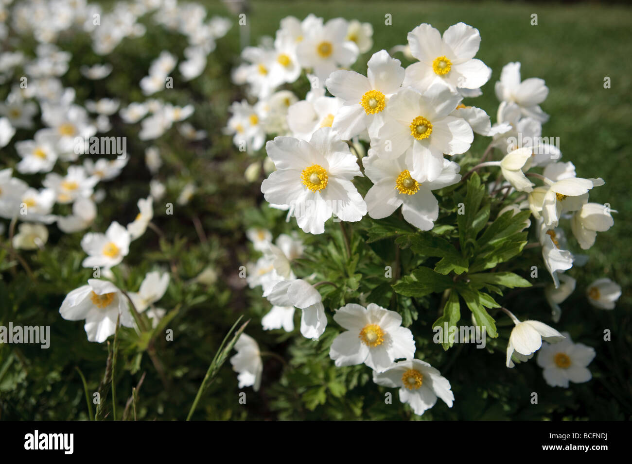 Schneeglöckchen, Anemonen, Tovsippa (Anemone sylvestris) Stockfoto