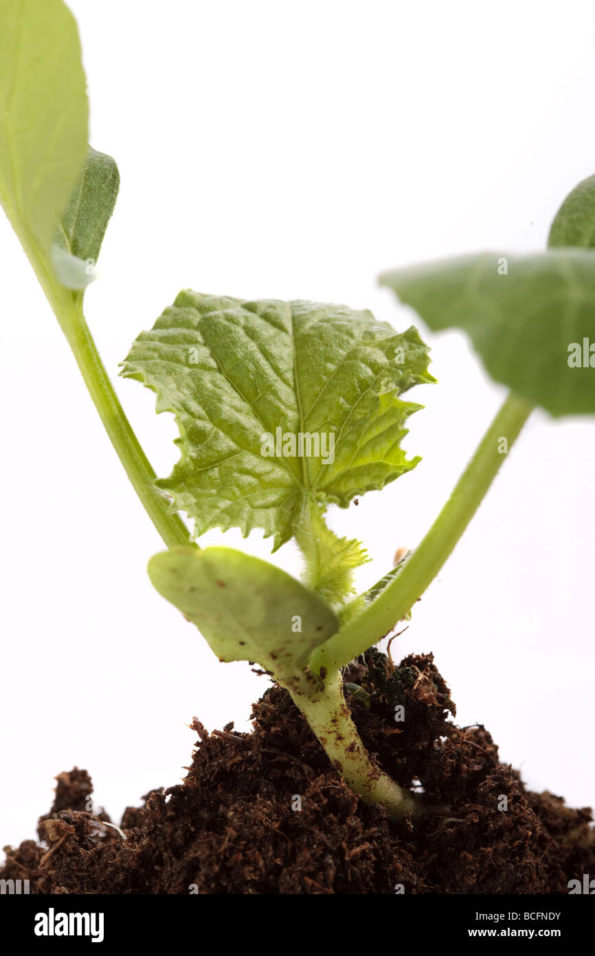 Moschus Melone, Cantaloupmelon (Cucumis melo) Stockfoto