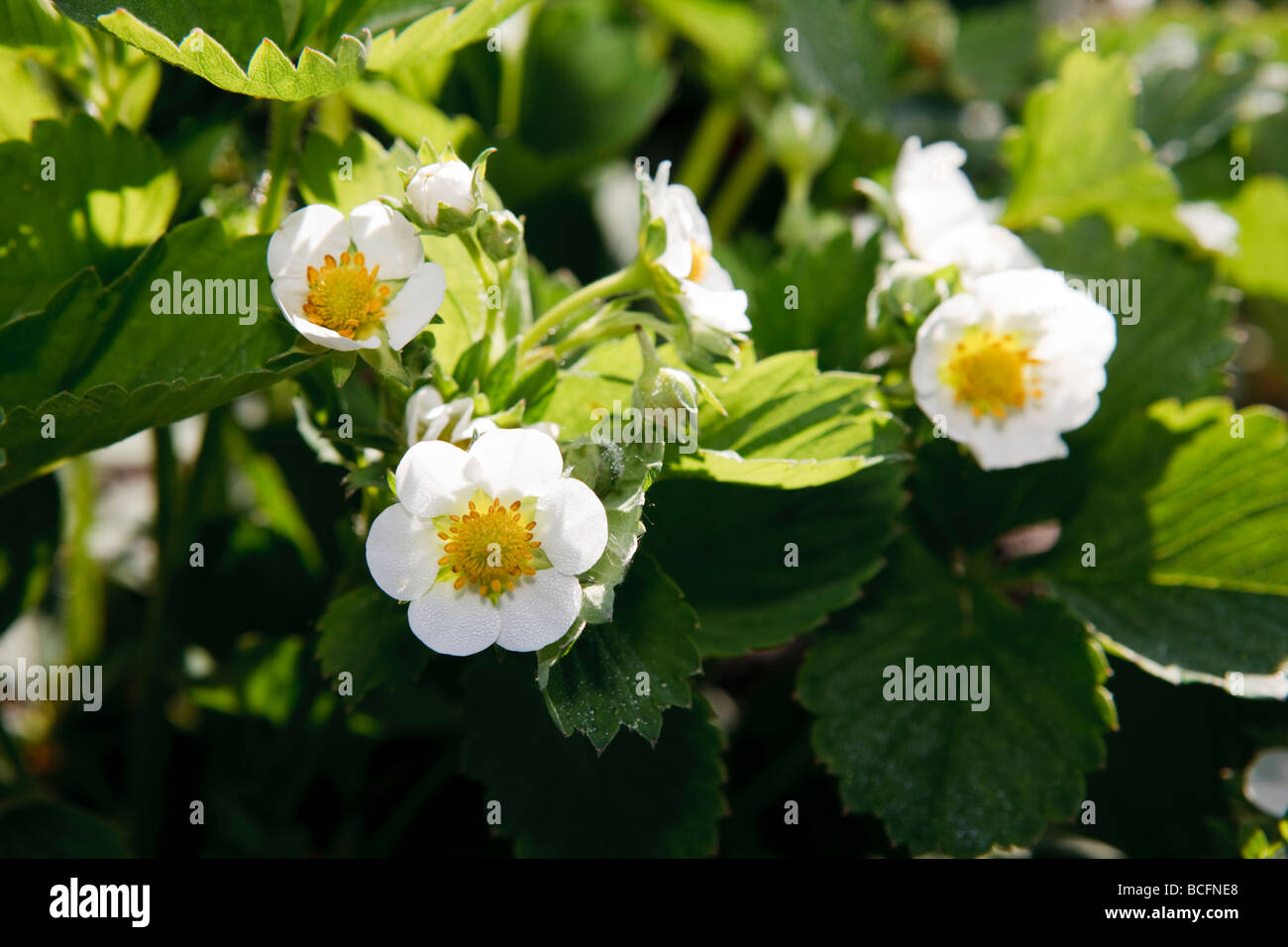 'Bounty', Jordgubbe Erdbeere (Fragaria ananassa) Stockfoto