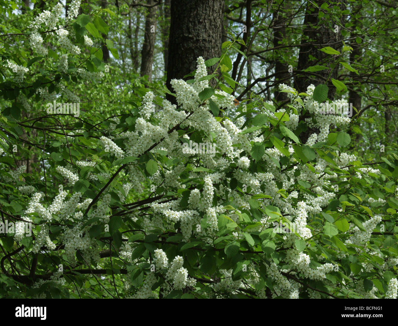 Blühende wilde Black Cherry (Padus Serotina) zweigt closeup Stockfoto