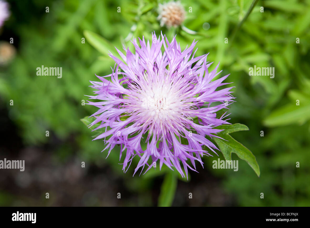 Weiß-leaved Psephellus, Rosenklint (Psephellus leucophyllus) Stockfoto