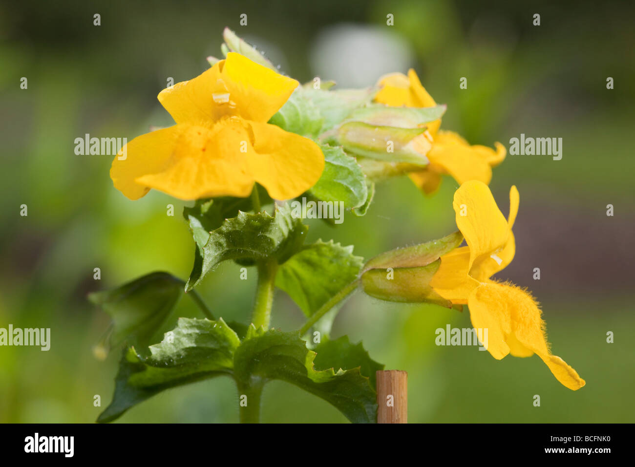 Gewöhnlicher gelber Affe Blume, Gyckelblomma (Erythranthe guttata) Stockfoto